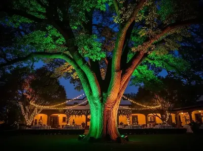 Arboles de jardin iluminados con uplighters verdes