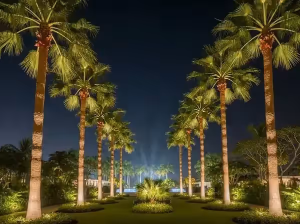 Palmeras de jardín tropical iluminadas desde la base